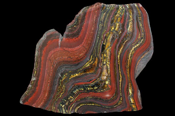 Polished Tiger Iron Stromatolite - ( Billion Years) #92983